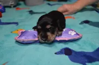 LH Black & Cream Female, a female Miniature Dachshund for sale in Birmingham, AL – Photo 4 of 4