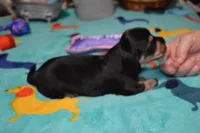 LH Black & Cream Female, a female Miniature Dachshund for sale in Birmingham, AL – Photo 3 of 4