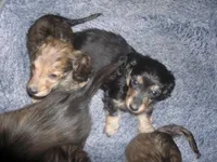 LH Black & Cream Female, a female Miniature Dachshund for sale in Birmingham, AL – Photo 2 of 4