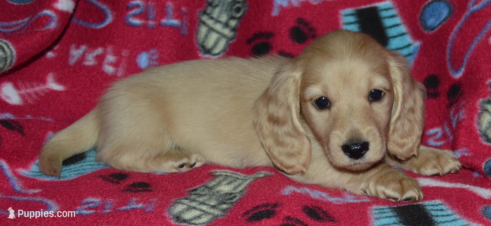 LH Clear Cream Male, a male Dachshund for sale in Birmingham, AL – Photo 3 of 7