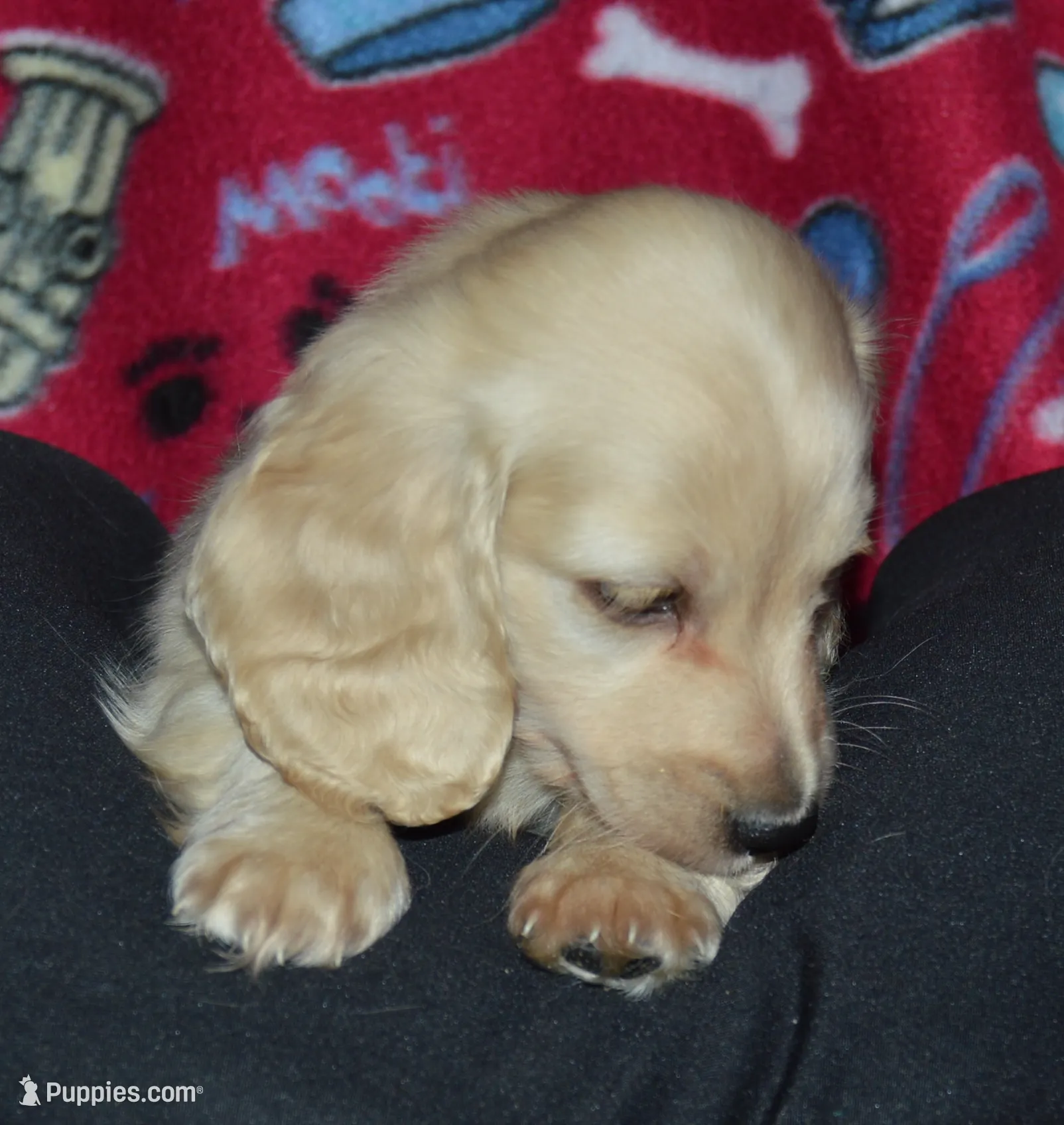 LH Clear Cream Male, a male Dachshund for sale in Birmingham, AL – Photo 2 of 7