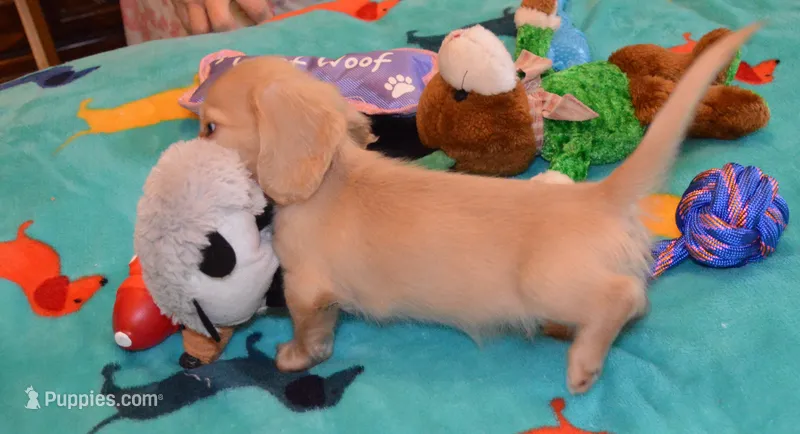 LH Clear red Female – Dachshund puppy for sale in Birmingham, AL