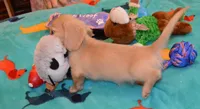 LH Clear red Female, a female Dachshund for sale in Birmingham, AL – 1 of 1