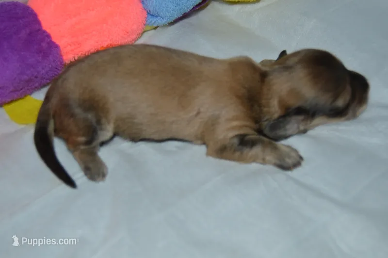 LH  Shaded  Cream  Male  – Miniature Dachshund puppy for sale in Birmingham, AL