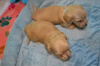 LH  Clear Cream Male, a male Miniature Dachshund for sale in Birmingham, AL – Photo 9 of 10