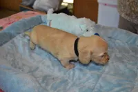 LH  Clear Cream Male, a male Miniature Dachshund for sale in Birmingham, AL – Photo 3 of 10