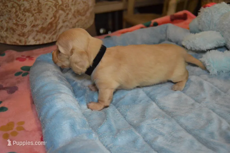 LH  Clear Cream Male