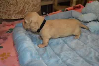 LH  Clear Cream Male, a male Miniature Dachshund for sale in Birmingham, AL – Photo 1 of 10