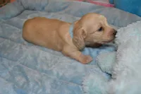 LH  Clear Cream Male, a male Miniature Dachshund for sale in Birmingham, AL – Photo 5 of 10