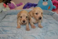 LH  Clear Cream Male, a male Miniature Dachshund for sale in Birmingham, AL – Photo 8 of 10