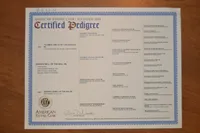 LH  Clear Cream Male, a male Miniature Dachshund for sale in Birmingham, AL – Photo 10 of 10