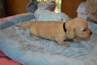 LH  Clear Cream Male, a male Miniature Dachshund for sale in Birmingham, AL – Photo 4 of 10