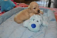 LH  Clear Cream Male, a male Miniature Dachshund for sale in Birmingham, AL – Photo 2 of 10