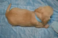 LH  Clear Cream Male, a male Miniature Dachshund for sale in Birmingham, AL – Photo 6 of 10