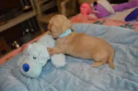 LH  Clear Cream Male, a male Miniature Dachshund for sale in Birmingham, AL – Photo 7 of 10