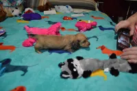 LH  Shaded  Cream  Male , a male Miniature Dachshund for sale in Birmingham, AL – 3 of 3