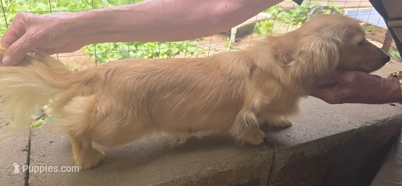 LH Clear Cream Pup – Dachshund puppy for sale in Birmingham, AL