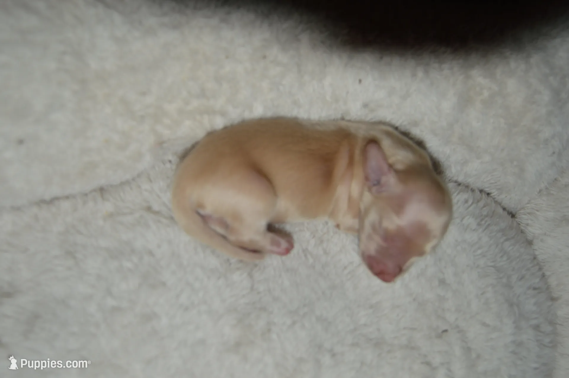 LH Clear Cream Female, a female Miniature Dachshund for sale in Birmingham, AL – Photo 3 of 3