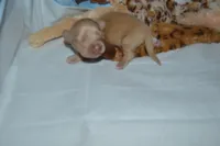 LH clear cream male, a male Miniature Dachshund for sale in Birmingham, AL – Photo 4 of 5