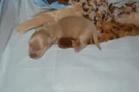 LH clear cream male, a male Miniature Dachshund for sale in Birmingham, AL – Photo 3 of 5