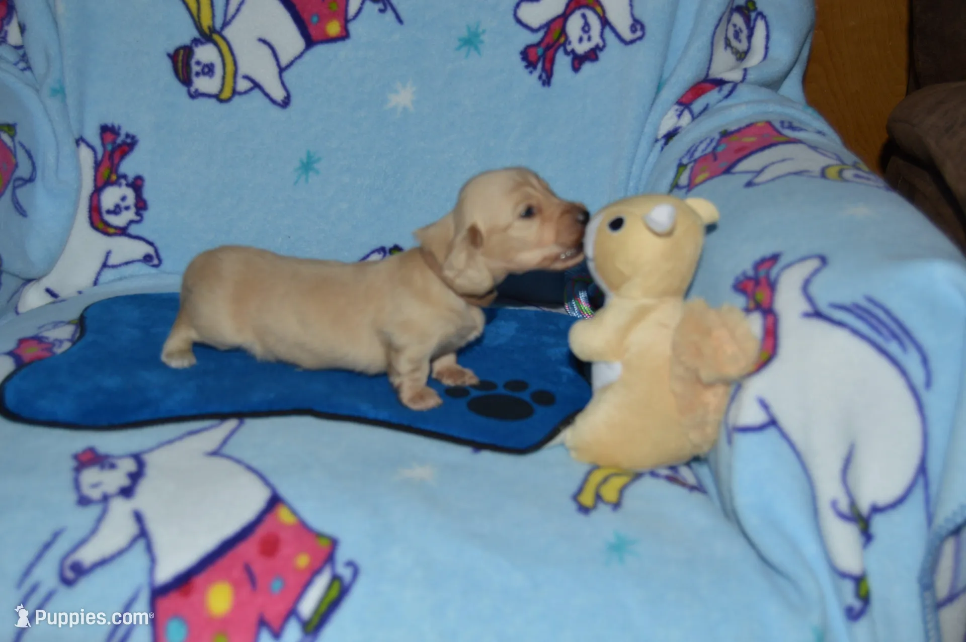 LH Clear Cream male, a male Miniature Dachshund for sale in Birmingham, AL – Photo 1 of 3