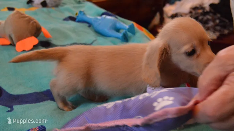 LH Chocolate Based Clear Red Female  – Dachshund puppy for sale in Birmingham, AL