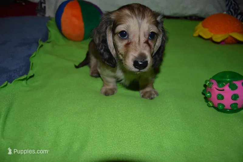 LH Shaded Cream Female