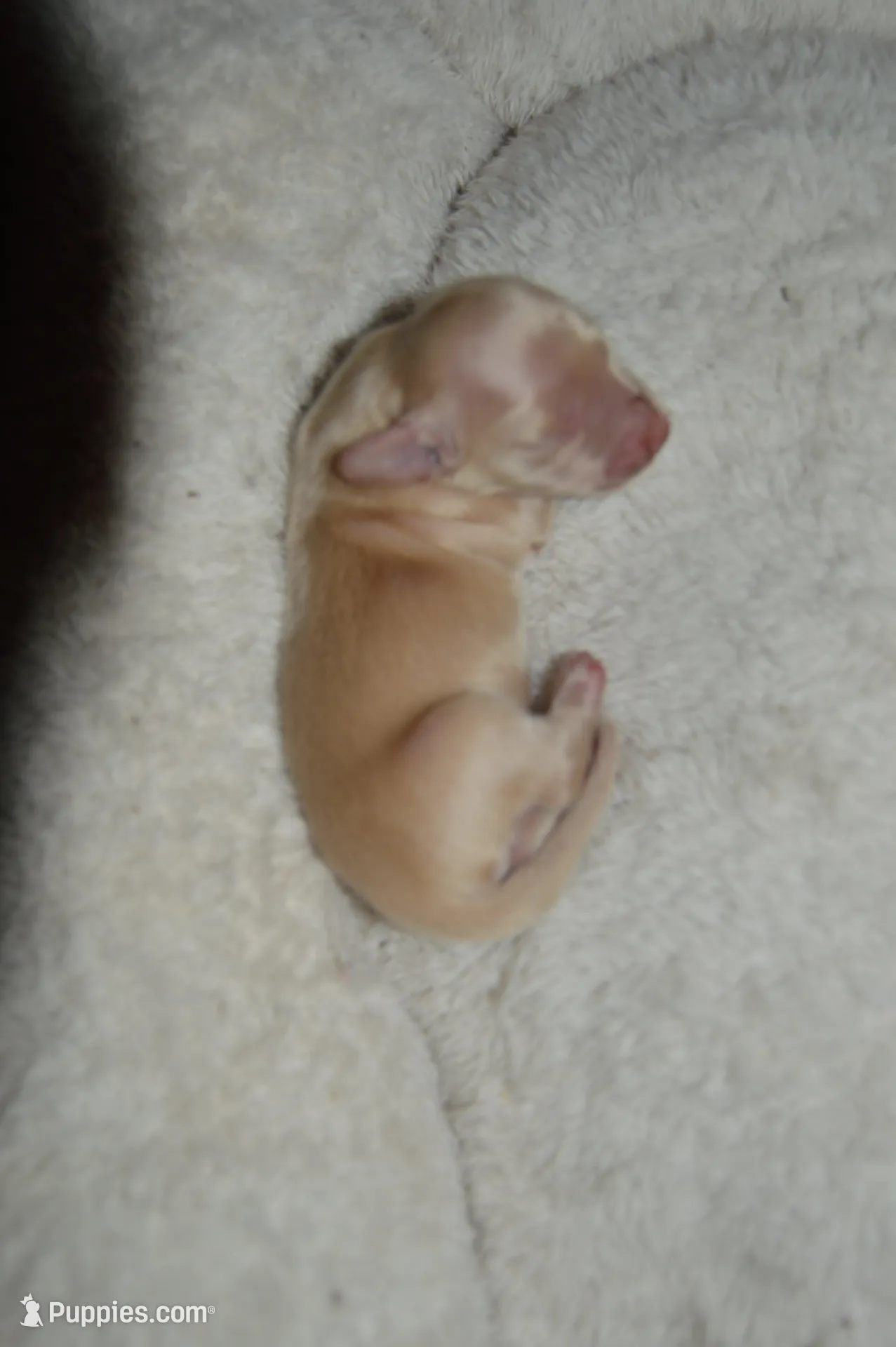 LH Clear Cream male – Dachshund puppy for sale in Birmingham, AL