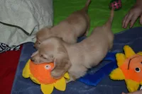 LH Clear Cream Male, a male Dachshund for sale in Birmingham, AL – Photo 2 of 4