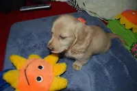 LH Clear Cream Male, a male Dachshund for sale in Birmingham, AL – Photo 4 of 4