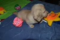 LH Clear Cream Male, a male Dachshund for sale in Birmingham, AL – Photo 1 of 4