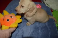 LH Clear Cream Male, a male Dachshund for sale in Birmingham, AL – Photo 3 of 4