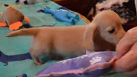 LH Chocolate Based Clear Red Male , a male Dachshund for sale in Birmingham, AL – 2 of 3