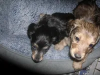 LH Black & Cream Female, a female Miniature Dachshund for sale in Birmingham, AL – Photo 3 of 4