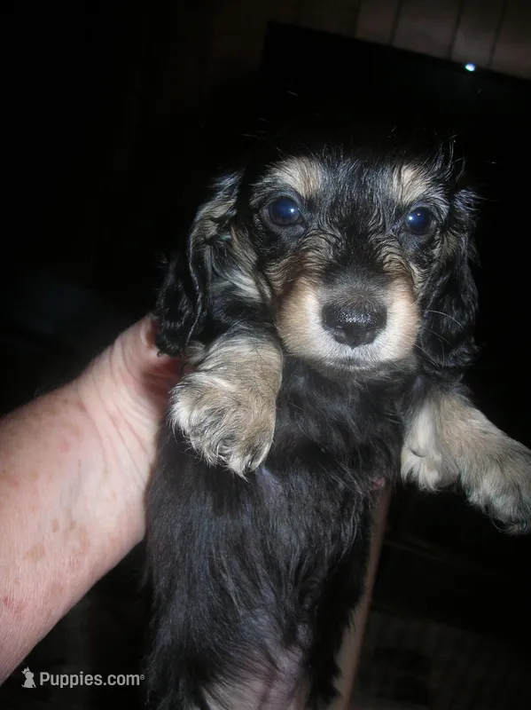 LH Black & Cream Female