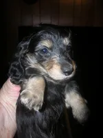 LH Black & Cream Female, a female Miniature Dachshund for sale in Birmingham, AL – Photo 2 of 4