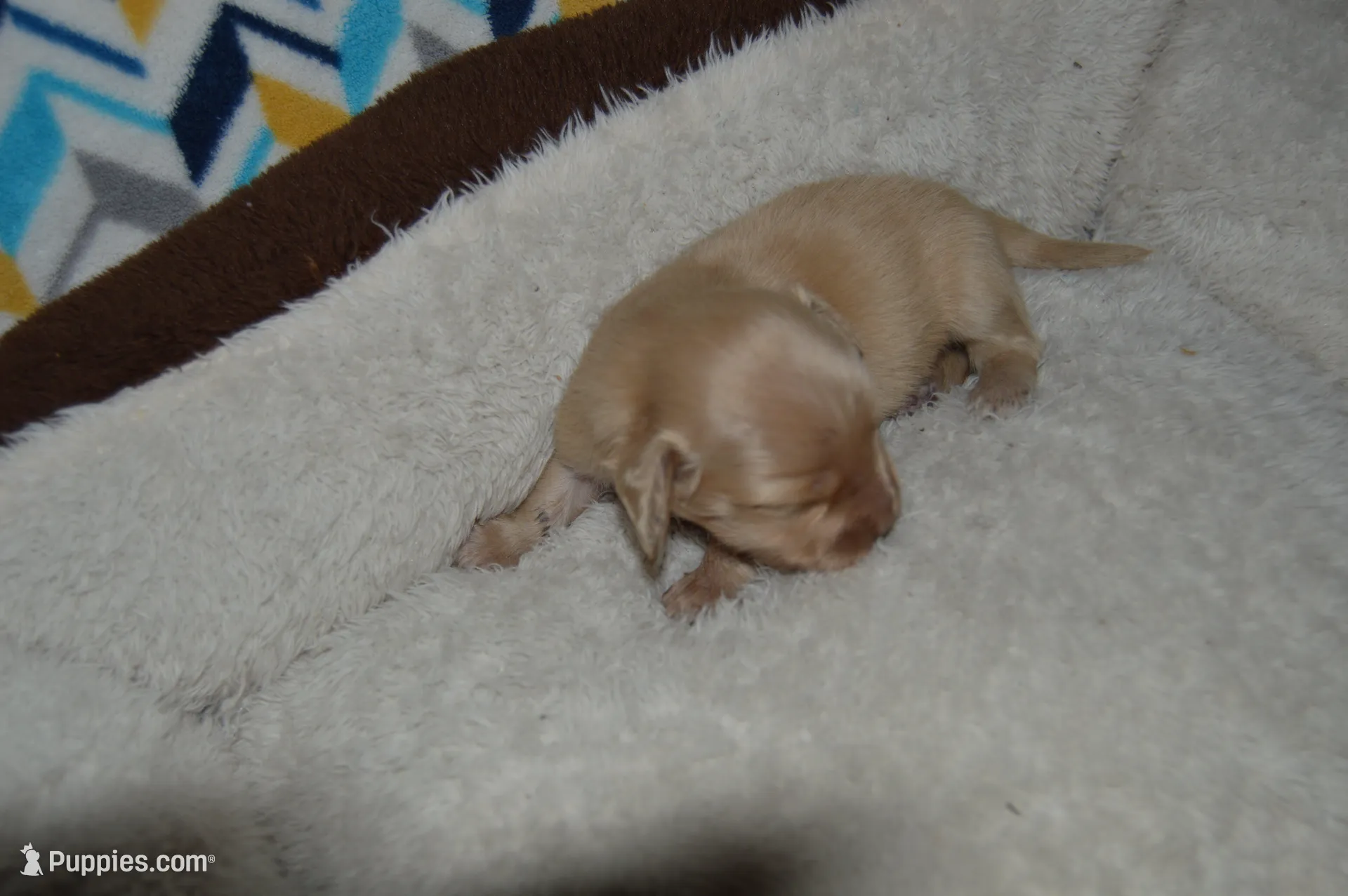 LH Clear Cream Female – Miniature Dachshund puppy for sale in Birmingham, AL