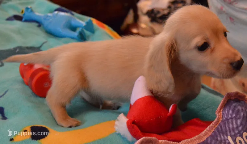 LH Clear red female  – Dachshund puppy for sale in Birmingham, AL