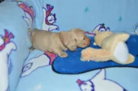 LH Clear Cream male, a male Miniature Dachshund for sale in Birmingham, AL – Photo 2 of 3