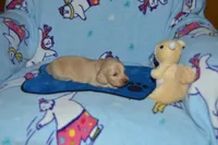 LH Clear Cream male, a male Miniature Dachshund for sale in Birmingham, AL – Photo 3 of 3