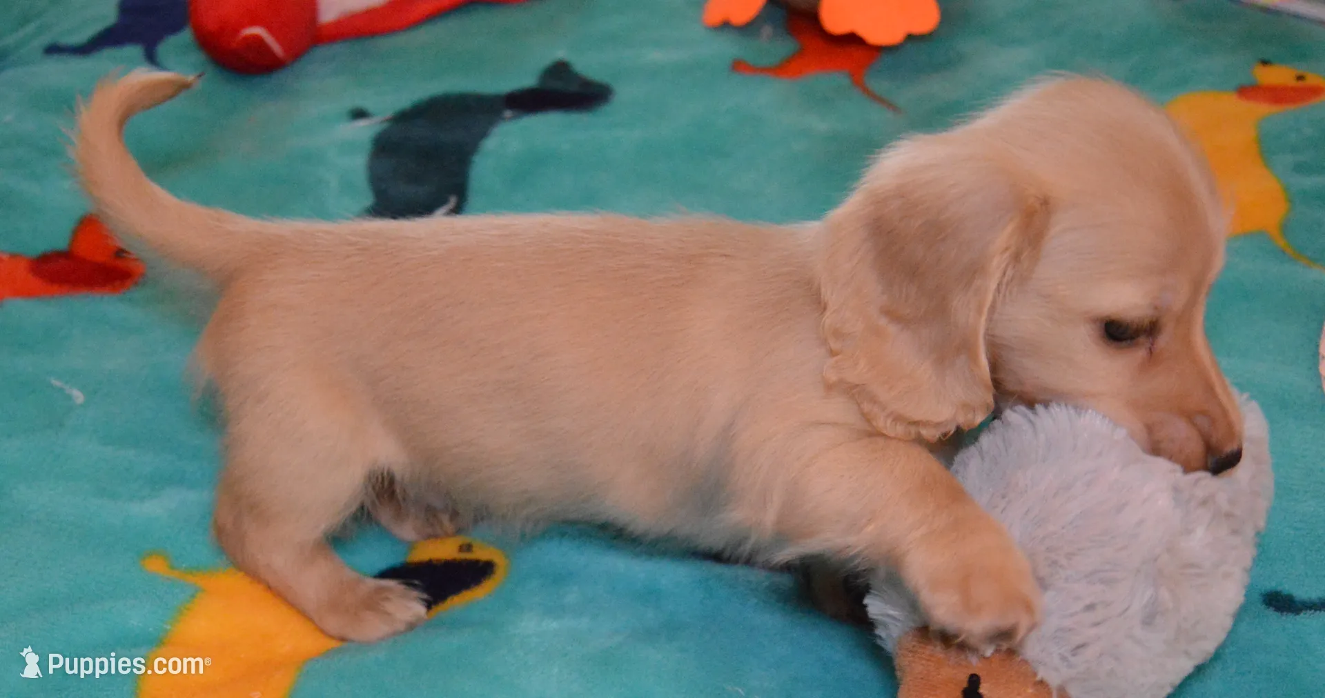 LH Clear Cream Female