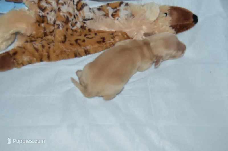 LH Clear Cream Female