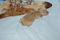 LH Clear Cream Female, a female Dachshund for sale in Birmingham, AL – Photo 1 of 4