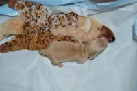 LH Clear Cream Female, a female Dachshund for sale in Birmingham, AL – Photo 2 of 4