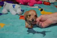 LH Shaded Cream Male , a male Dachshund for sale in Birmingham, AL – 4 of 4