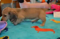 LH Shaded Cream, a male Miniature Dachshund for sale in Birmingham, AL – Photo 2 of 2