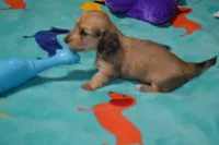 LH  Shaded  Cream  Male , a male Miniature Dachshund for sale in Birmingham, AL – 2 of 3