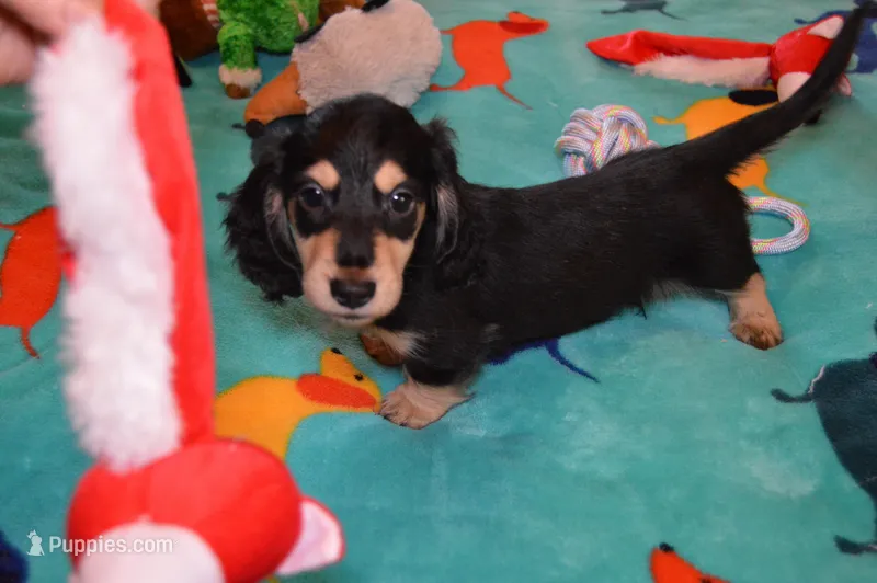 LH Black & Cream Male