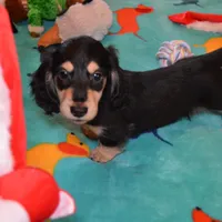 LH Black & Cream Male, a male Miniature Dachshund for sale in Birmingham, AL – Photo 1 of 4