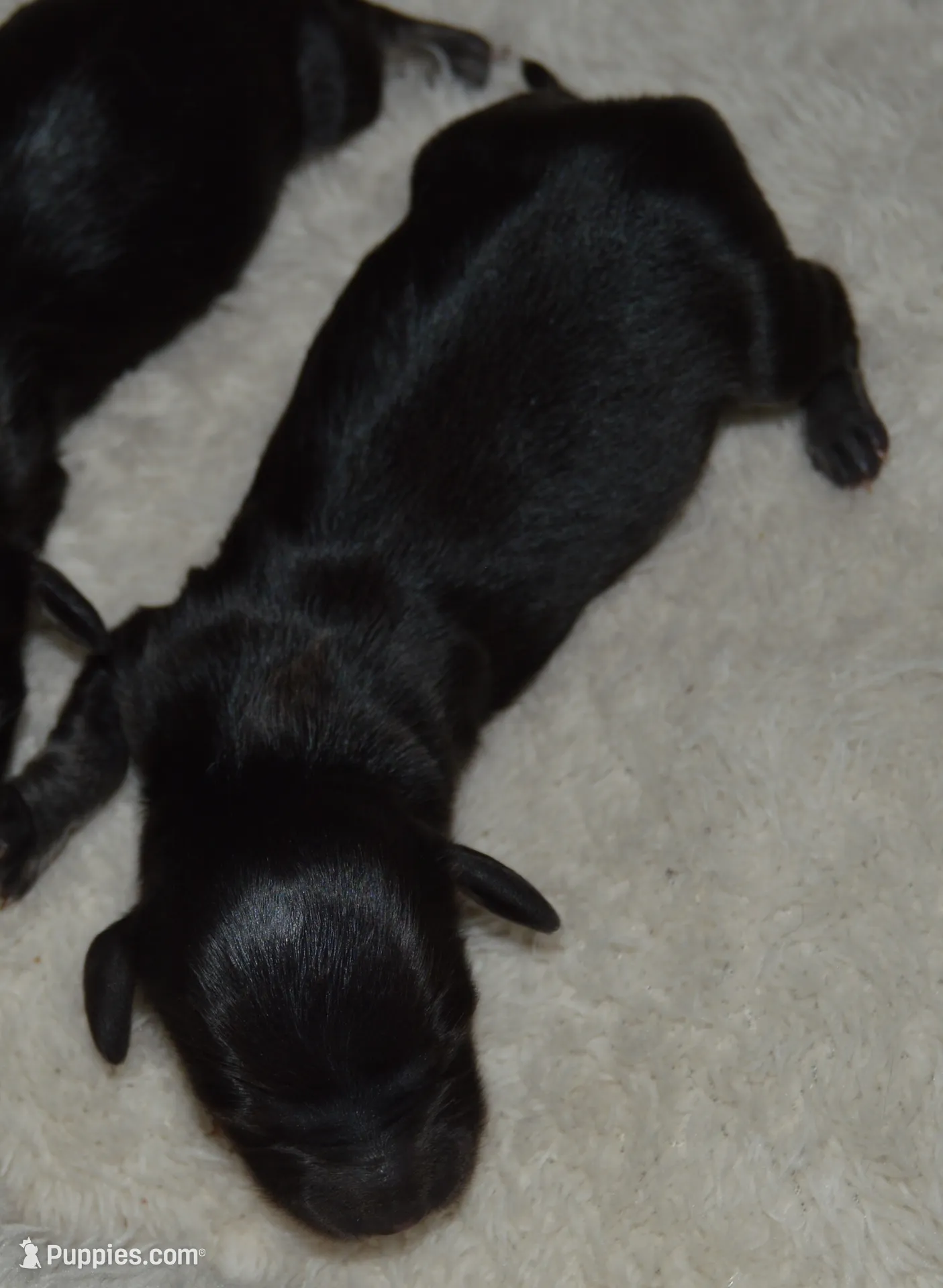 LH Black & Cream Male